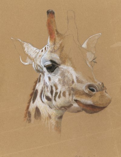 Girafe, 39 x 49 cm