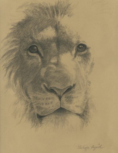 Lion, 31 x 46 cm