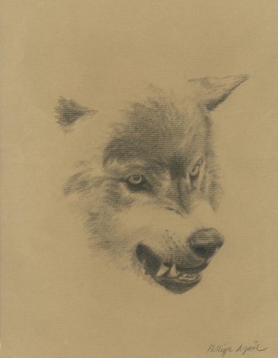 Loup, 31 x 46 cm