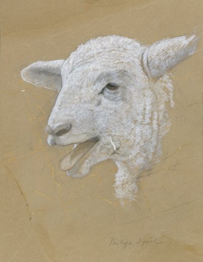 Mouton, 39 x 49 cm