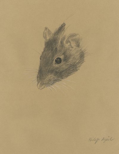 Rat, 31 x 46 cm