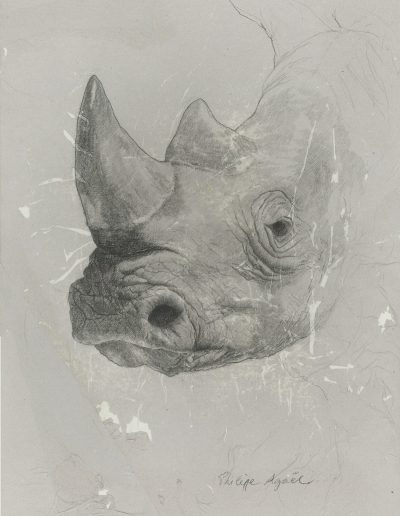 Rhinocéros, 39 x 49 cm