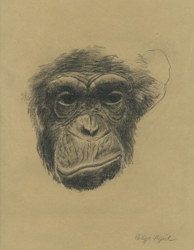 Chimpanzé, 31 x 46 cm