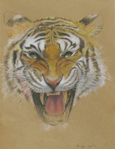 Tigre, 39 x 49 cm