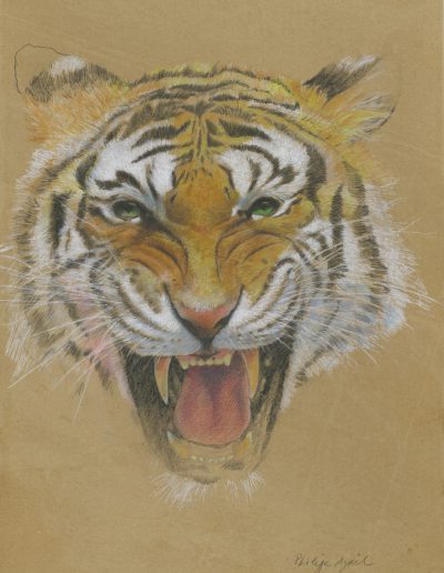 Tigre, 39 x 49 cm
